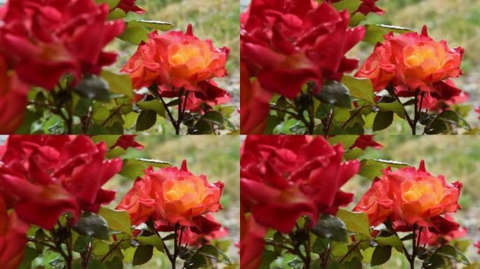 盛开的杂交茶玫瑰的特写，花艺园艺概念