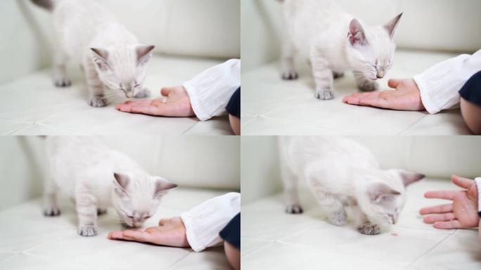 小女孩用手掌坐在沙发上喂养小猫。涅夫斯基化妆舞会猫