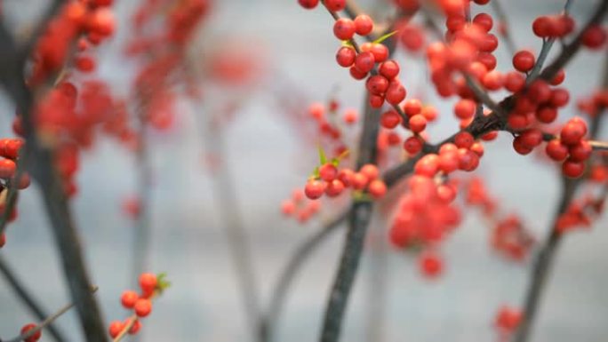 红豆植物种植栽培栽种