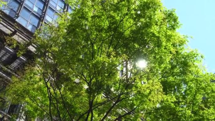 现代办公楼和树木绿树透光微风拂过