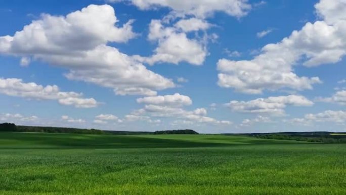 蓝天下一片绿色麦田的全景