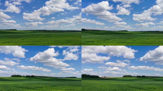 蓝天下一片绿色麦田的全景