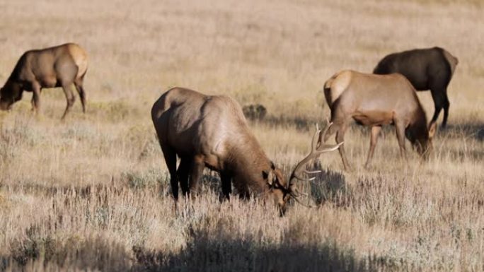 镜头-麋鹿群在科罗拉多州落基山国家公园纳闷