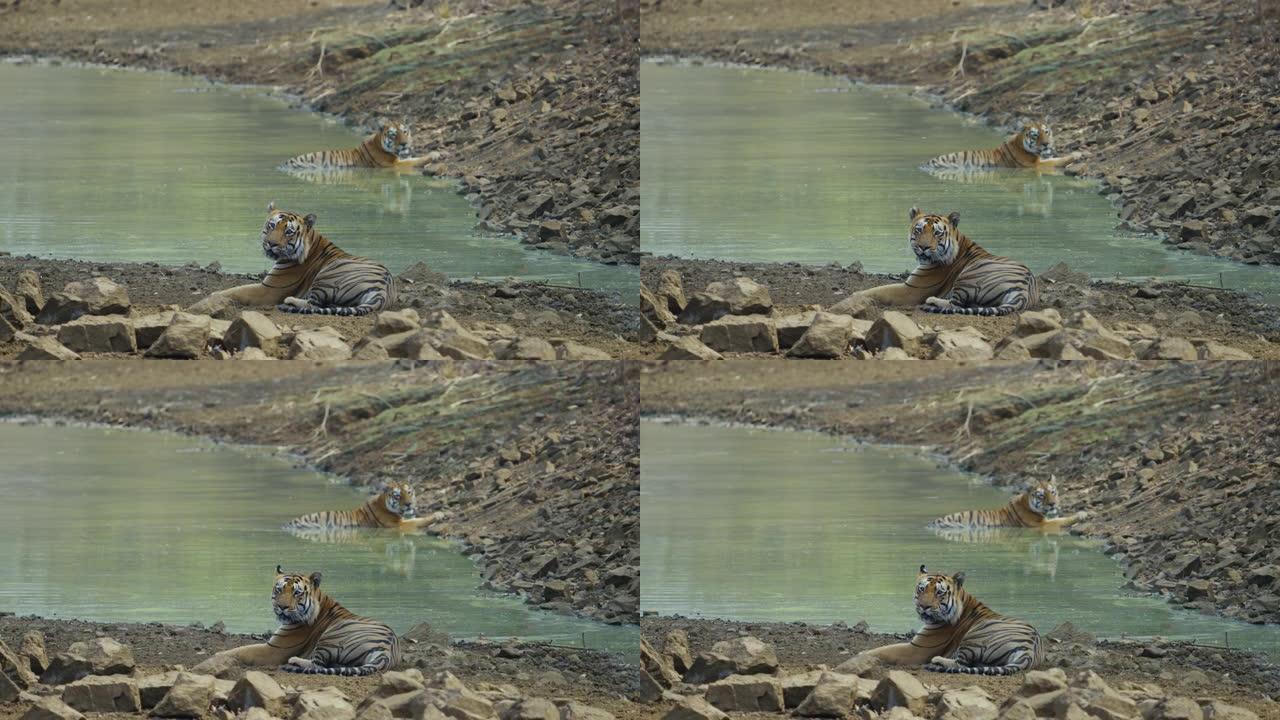 一对美丽的老虎夫妇在Tadoba Andhari老虎保护区的水体中以慢动作放松