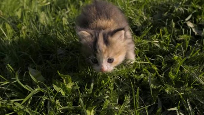 一只蓬松的小猫胆怯地在草地和喵喵的绿草丛中爬行。街上的宠物