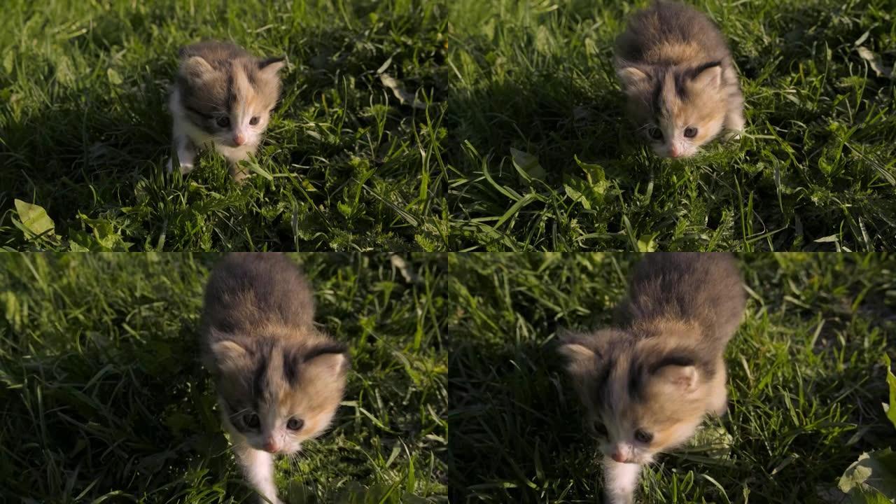 一只蓬松的小猫胆怯地在草地和喵喵的绿草丛中爬行。街上的宠物