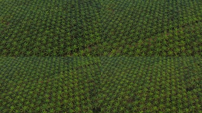 东亚棕榈油种植园的绿色景观。