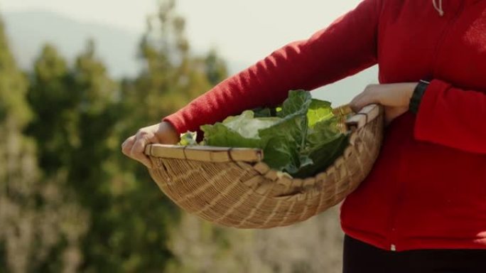 SLO MO CU-有机农场主提着一个篮子，里面装着新鲜收获的蔬菜
