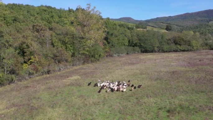 意大利托斯卡纳基安蒂山的羊绒山羊和女牧羊人的美丽无人机视图。