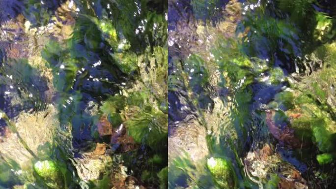 根瘤菌原生物种藻类在溪流中开花