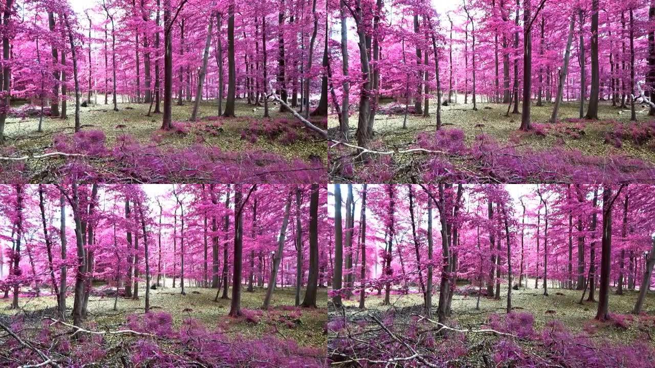 美丽的粉红色和紫色红外视图进入欧洲的茂密森林
