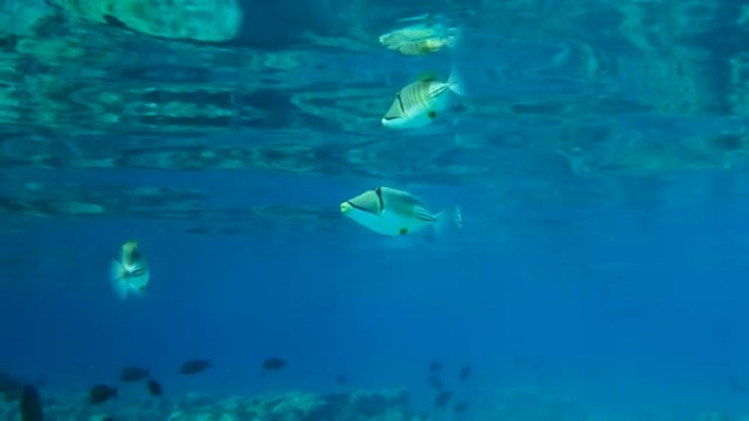 毕加索的Triggerfish学校在蓝色的水面下游泳。毕加索金鱼鱼、阿萨西金鱼鱼或阿拉伯金鱼鱼 (R