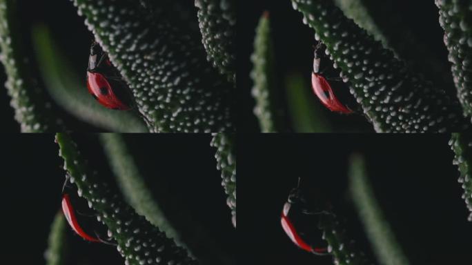 鲜红瓢虫绕着小绿色植物走宏观镜头10