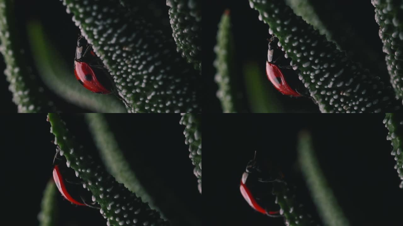 鲜红瓢虫绕着小绿色植物走宏观镜头10
