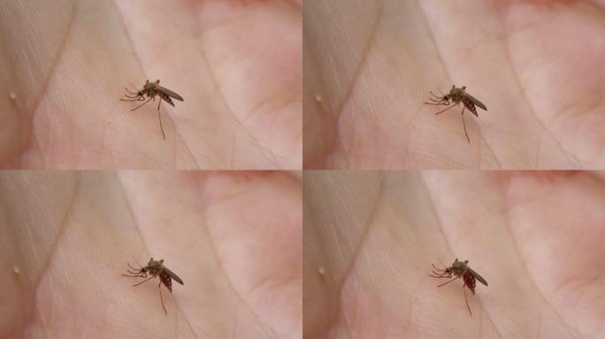 蚊子从人-宏观上喝血