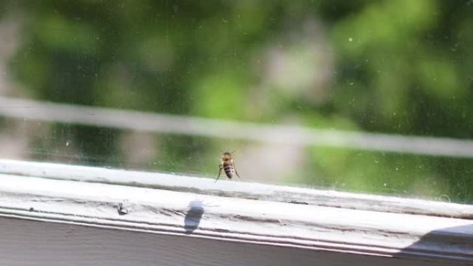 早春，蜜蜂被困在窗户后面。