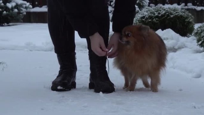 蓬松的红狗擦着女人的腿，在相机上奔跑。冬天