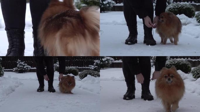蓬松的红狗擦着女人的腿，在相机上奔跑。冬天
