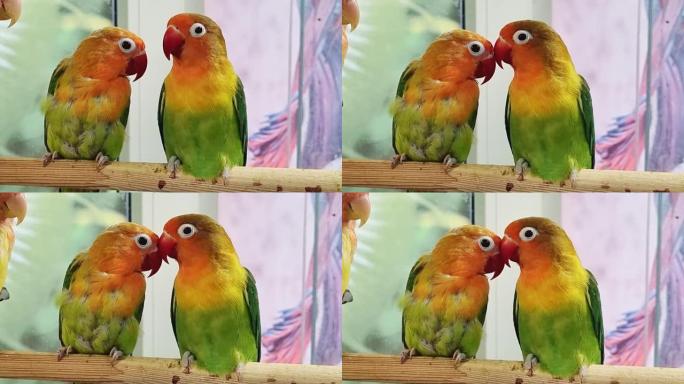 一对爱情鸟鹦鹉。大型，五颜六色，美丽的鹦鹉。