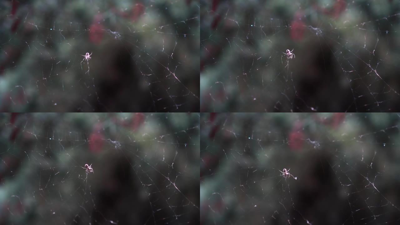 蜘蛛在树木之间编织网
