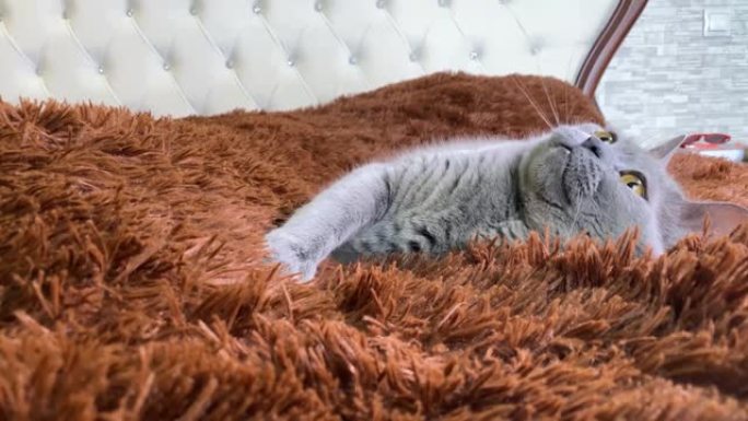 黄色眼睛的灰色英国猫躺在老式床上