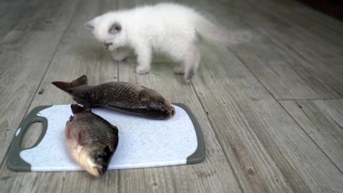 小猫吃大鱼。猫吃生的，新鲜的河鱼