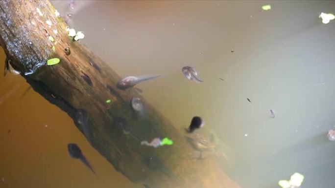 一个大罐子里的蝌蚪在水下游泳，寻找食物。这是一个家庭工业
