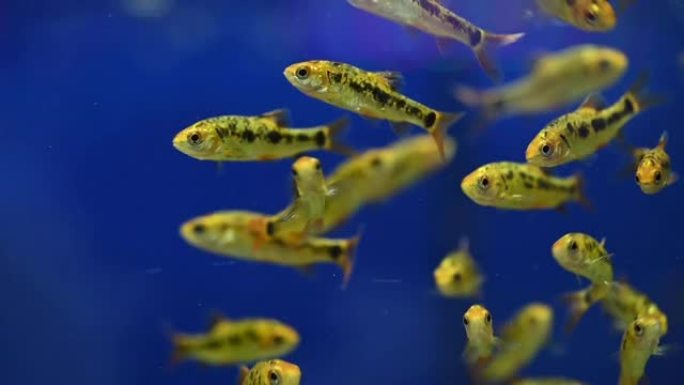 慢动作视频许多金鱼在玻璃缸里游泳。美丽的淡水宠物美丽的养鱼创意