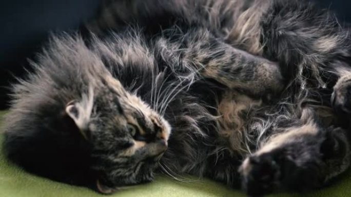 以特写镜头拍摄，这是一个全放松和困倦的雄性缅因州库恩猫在他最喜欢的毯子上的高分辨率视频。