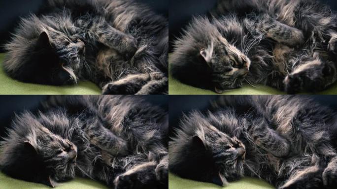 以特写镜头拍摄，这是一个全放松和困倦的雄性缅因州库恩猫在他最喜欢的毯子上的高分辨率视频。