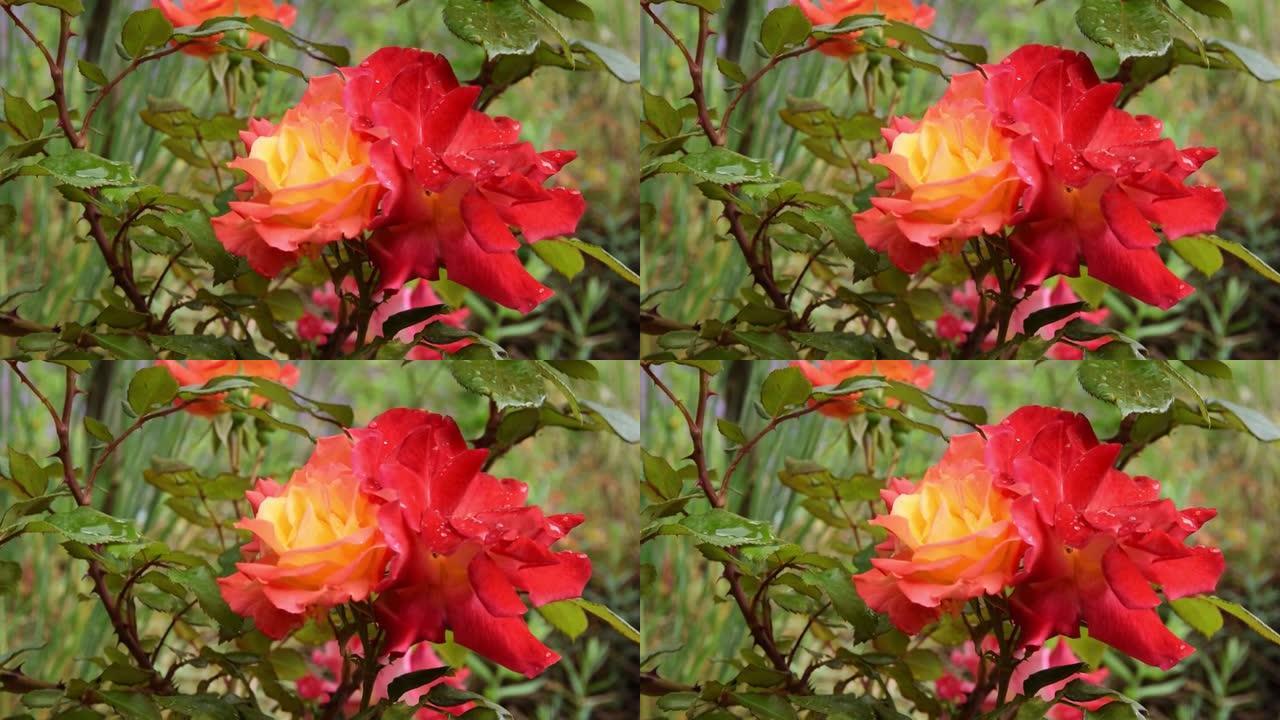 盛开的杂交茶玫瑰的特写，花艺园艺概念