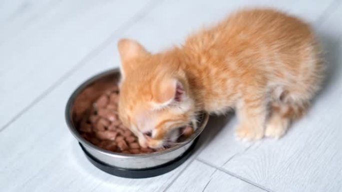 4k特写小红姜条纹小猫吃罐装猫粮从碗。灰色地板上的湿小猫食品广告