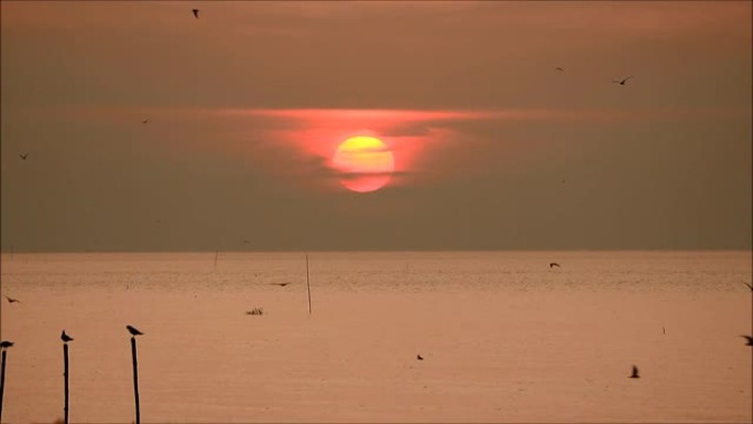 太阳升起在平静的海面上的镜头，飞舞着海鸥的身影