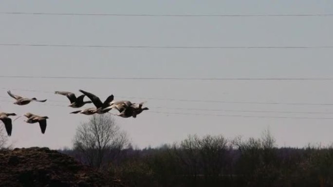 野鹅从田野里起飞。