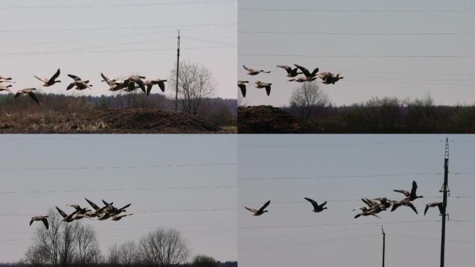 野鹅从田野里起飞。