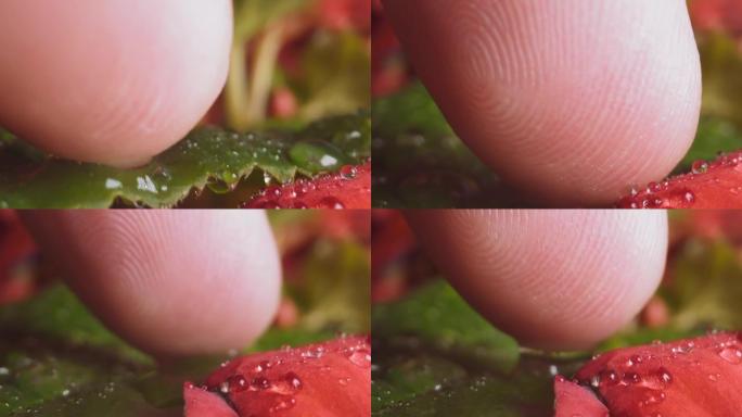 人用小水滴触摸叶子和红色花瓣