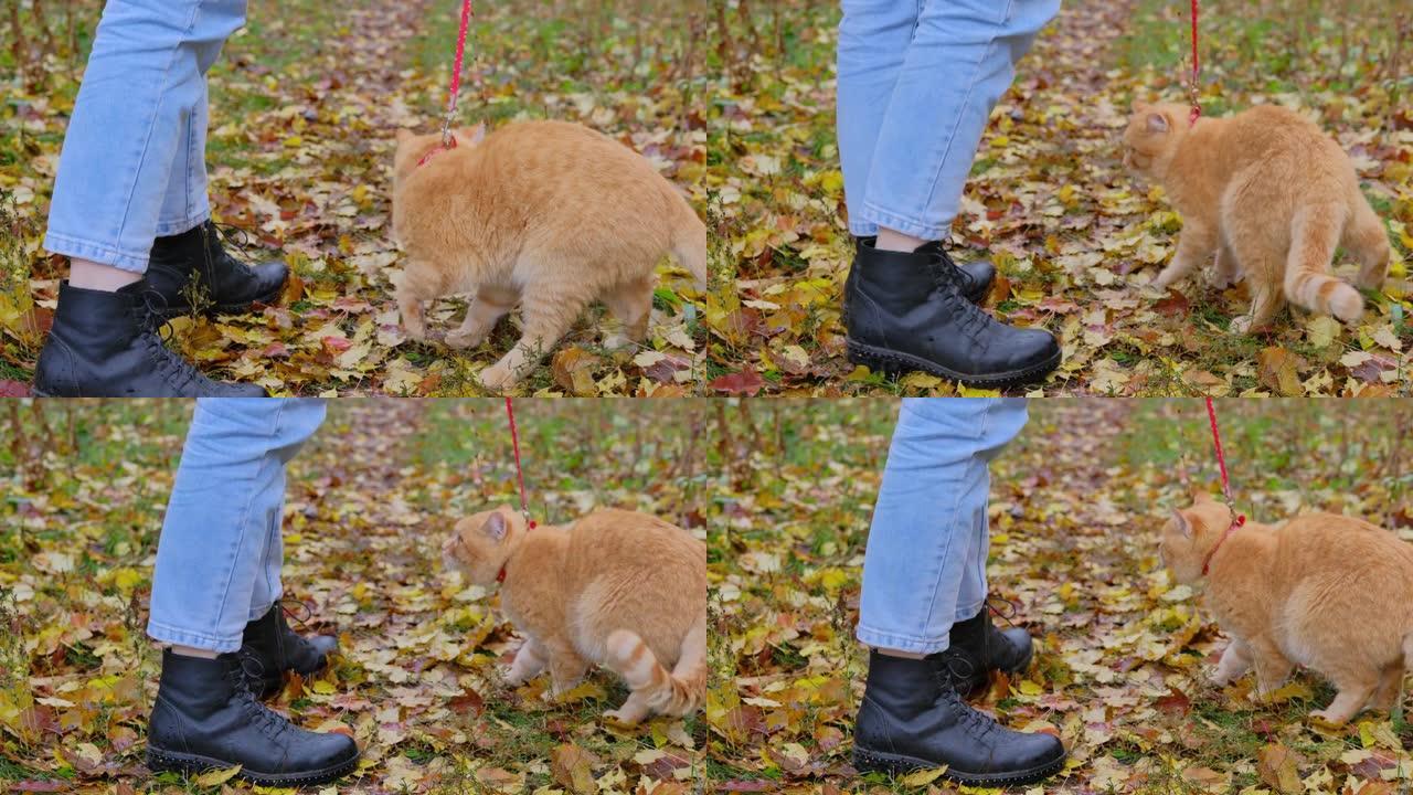 用皮带牵引的大姜猫在秋叶中行走。猫很紧张，摇着尾巴