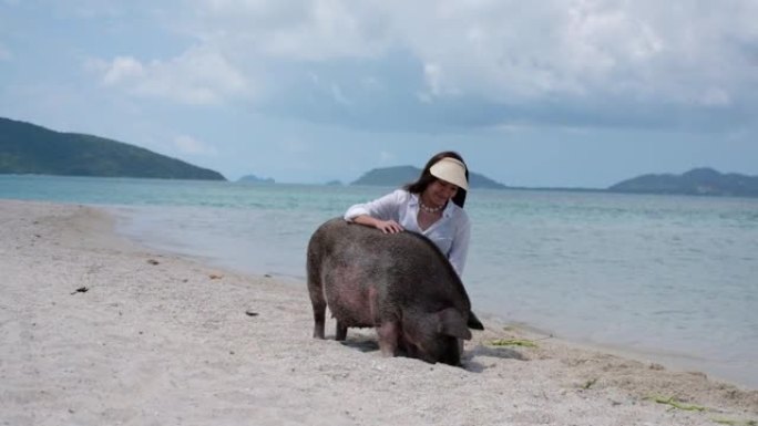 一位美丽的年轻亚洲女子在猪岛海边与猪玩耍的慢动作