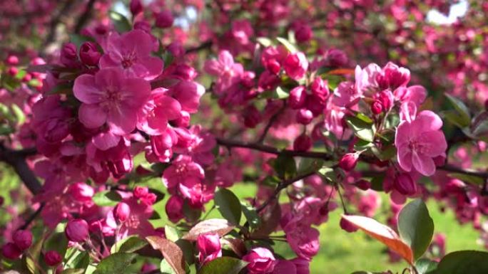 苹果树花 (Malus Crabapple)。春天粉红色的桃枝开花，芬芳的花朵在轻风中摇曳。