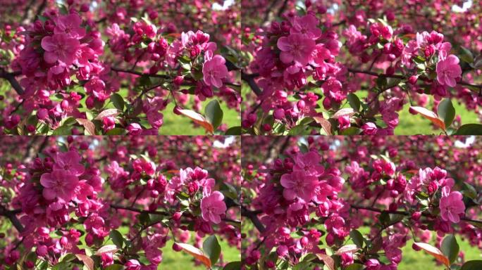 苹果树花 (Malus Crabapple)。春天粉红色的桃枝开花，芬芳的花朵在轻风中摇曳。