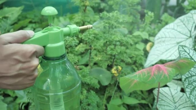 园丁正在温室里的植物上洒水。