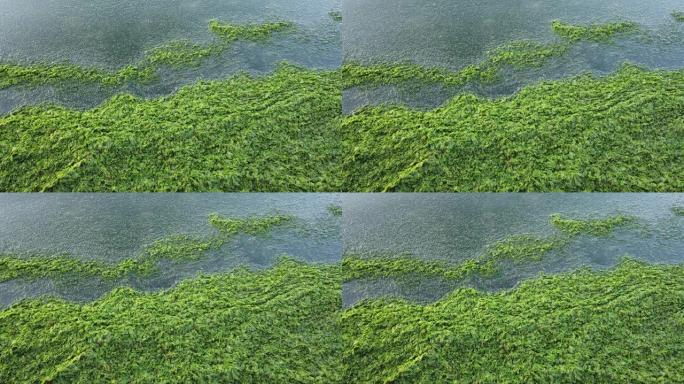 海藻与海洋环境污染