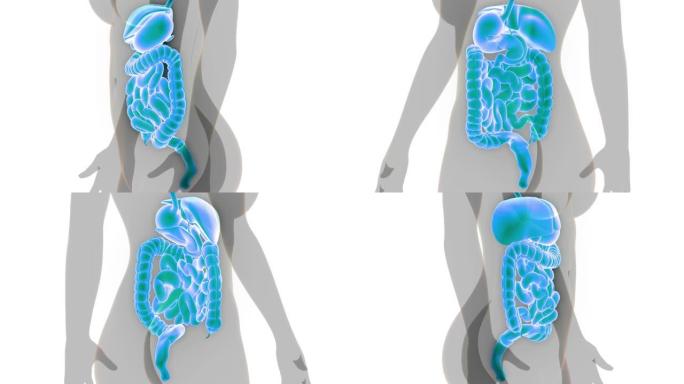 人体消化系统解剖动画概念