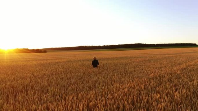 农民在麦田里散步。男子走过麦田，摸着麦穗