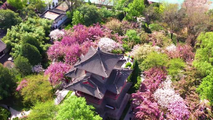 航拍西安青龙寺樱花高清素材