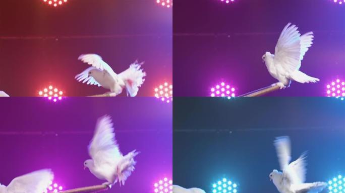 一对受过训练的白色鸽子绕一圈旋转并拍打翅膀。在明亮的灯光下，鸟儿在马戏团表演中表演。鸟把戏。特写。慢