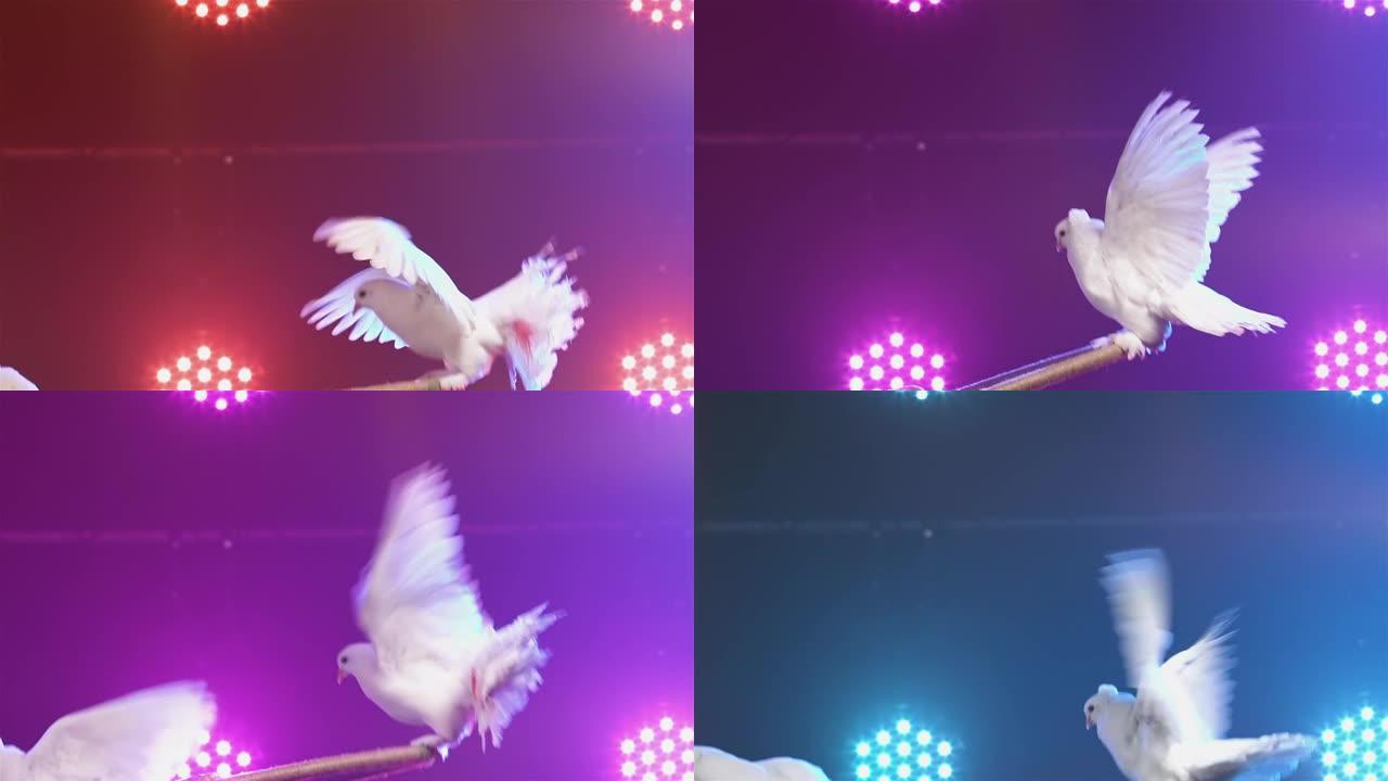 一对受过训练的白色鸽子绕一圈旋转并拍打翅膀。在明亮的灯光下，鸟儿在马戏团表演中表演。鸟把戏。特写。慢