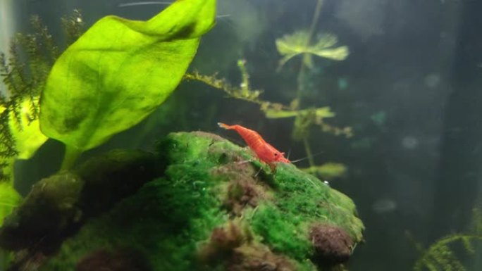 在一个充满碎屑蠕虫的小水族馆里，小红虾在苔藓上吃草