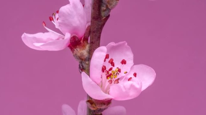 春天的花朵。桃枝上的桃花在粉红色的背景上开花。