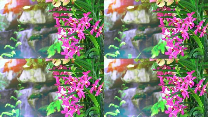 粉红色的兰花花朵盛开，绿色的叶子和模糊的蓝色瀑布背景